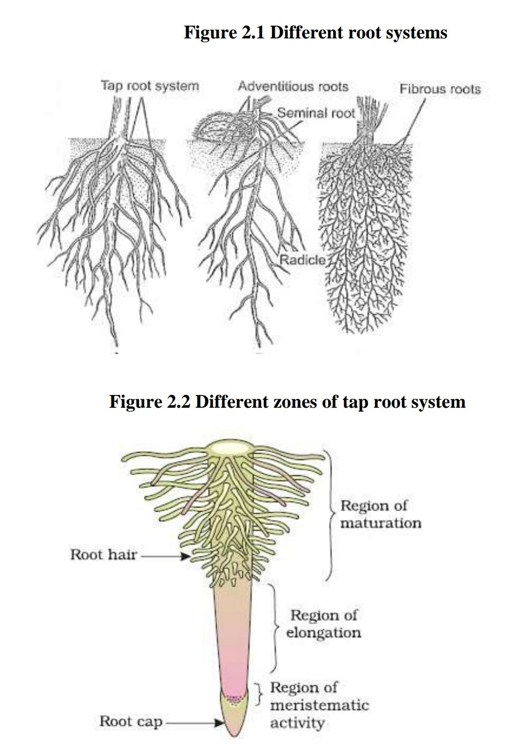 Different root systems