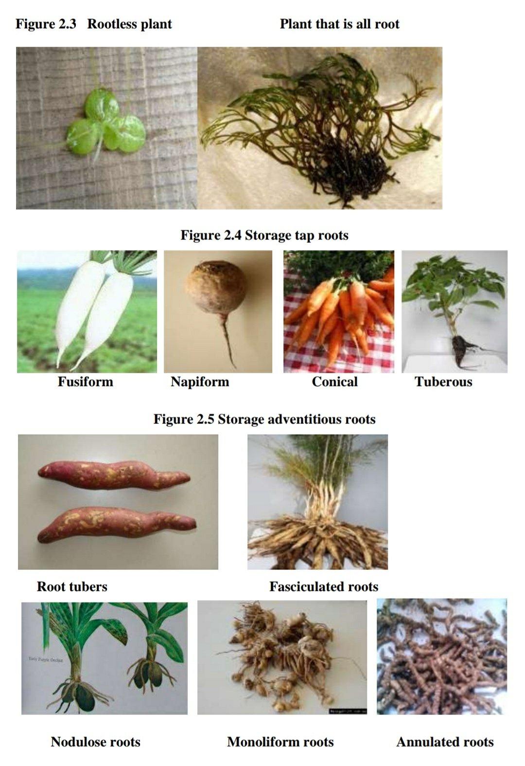 screenshot 20210824 2133377576753307324931056 Study of Root and Its Modifications