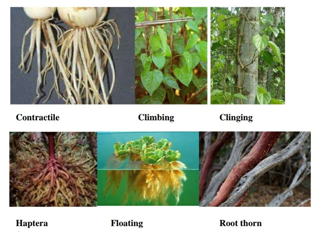 Contractile Climbing Clinging 
Haptera Floating Root thorn