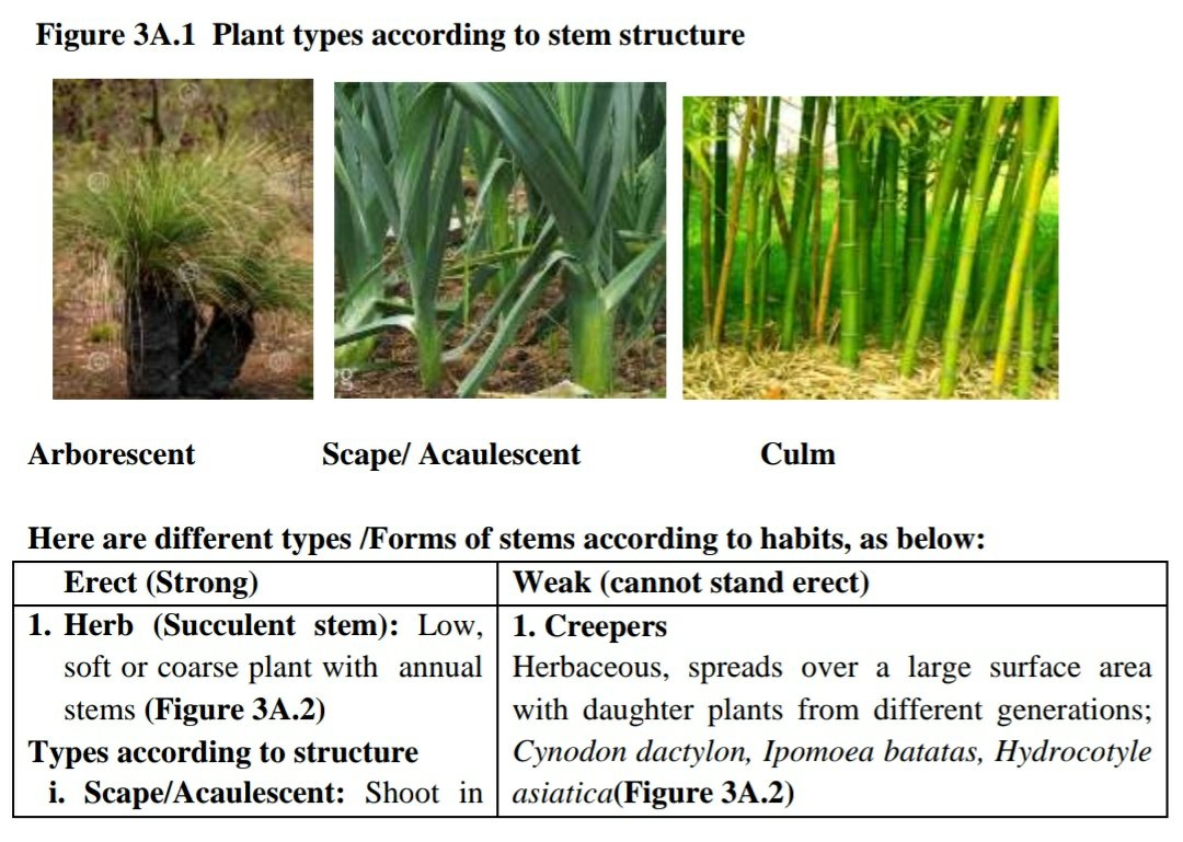 Plant types according to stem structure

Arborescent Scape/ Acaulescent Culm
Here are different types /Forms of stems according to habits, as below:
Erect (Strong) Weak (cannot stand erect)
1. Herb (Succulent stem): Low, 
soft or coarse plant with annual 
stems (Figure 3A.2)
Types according to structure
i. Scape/Acaulescent: Shoot in 
1. Creepers
Herbaceous, spreads over a large surface area 
with daughter plants from different generations; 
Cynodon dactylon, Ipomoea batatas, Hydrocotyle 
asiatica(Figure 3A.2)