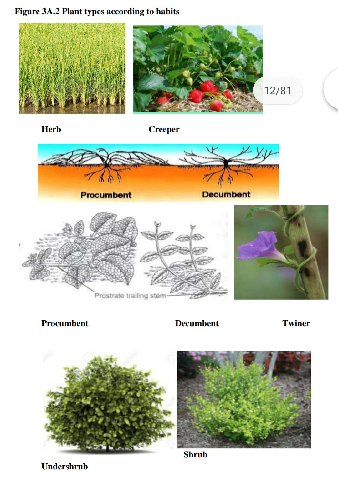 Plant types according to habits

Herb Creeper
Procumbent Decumbent Twiner

Shrub 
Undershrub