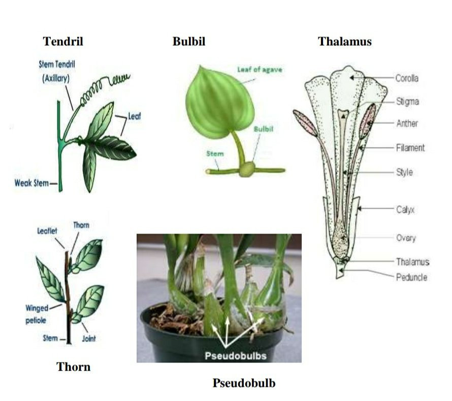 Tendril Bulbil Thalamus
Thorn
Pseudobulb