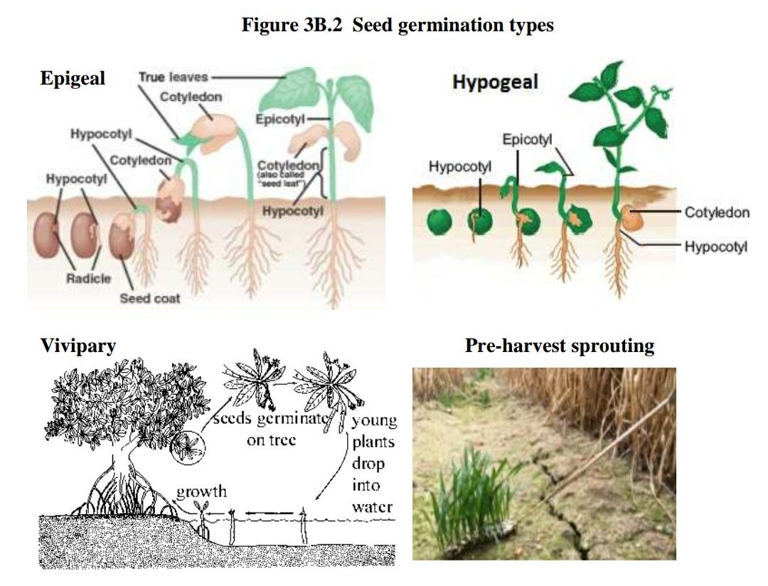 Figure 3B.2 Seed germination types
Epigeal
Vivipary Pre-harvest sprouting