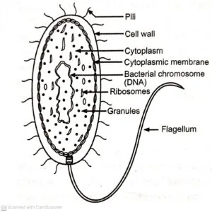 Beteria lay Classified of Microorganisms