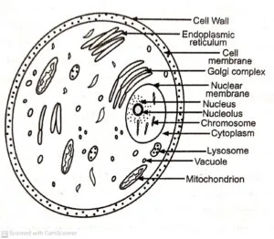 be lay Classified of Microorganisms