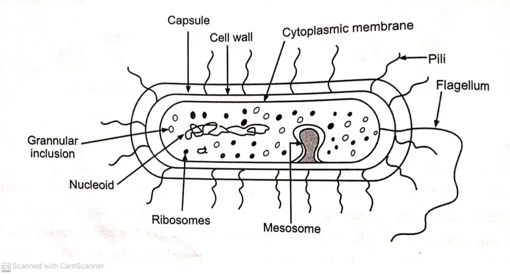 beteria Structure Parts and Functions of Bacteria Cell
