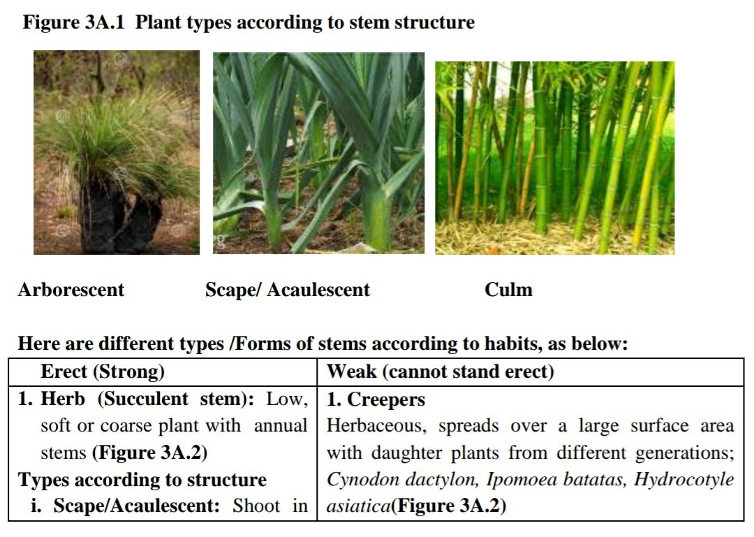 a-study-of-stem-and-their-modifications-remix-education