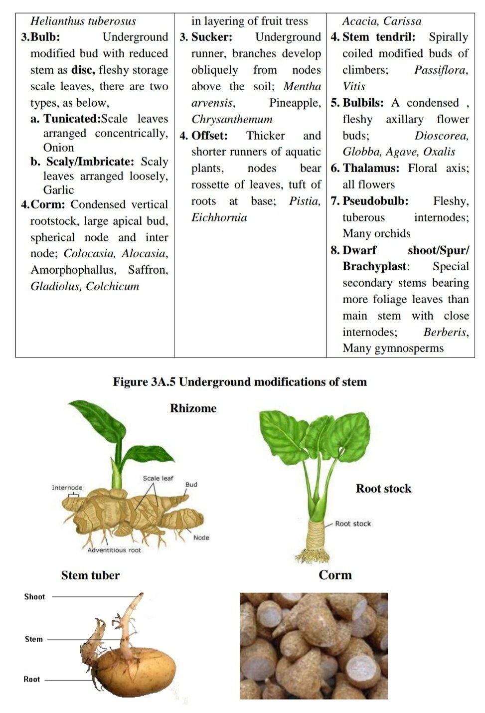 a-study-of-stem-and-their-modifications-remix-education