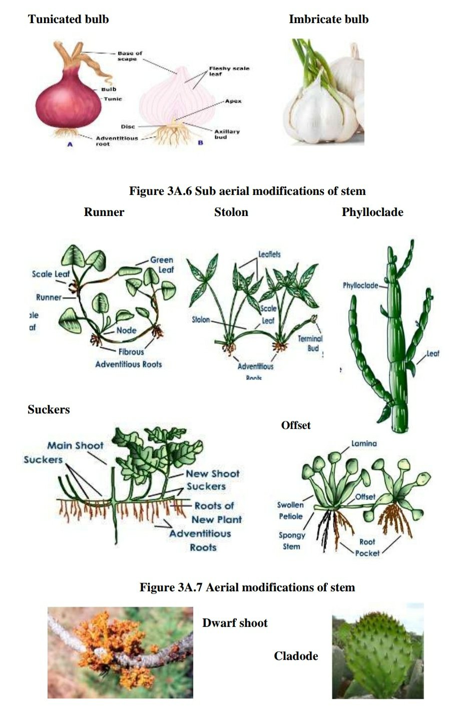 modified stem of a plant examples