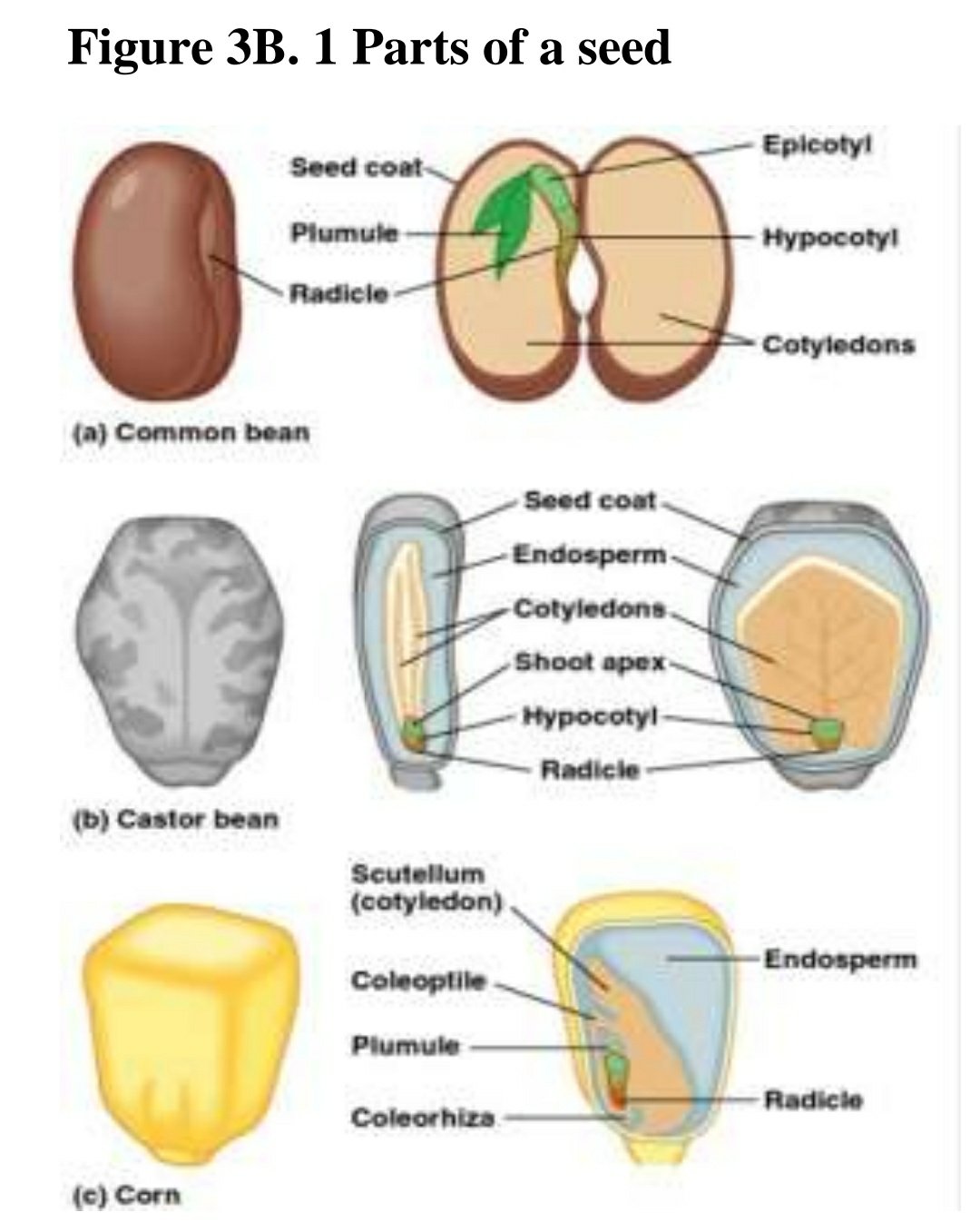 seed-and-germination-remix-education