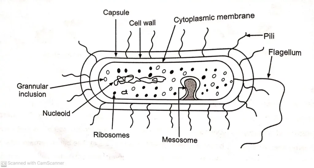 Structure Parts and Functions of Bacteria Cell - Remix education